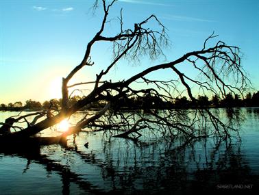 Fallen Tree in Swan River, Rivervale, Western Australia